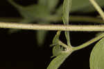 Whorled mountainmint